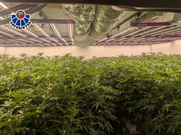 MARIHUANA-1-696x522-1