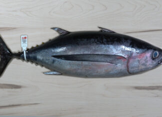 La flota vasca ya ha pescado 7.100 toneladas de bonito del norte, el 60% de las capturas estatales