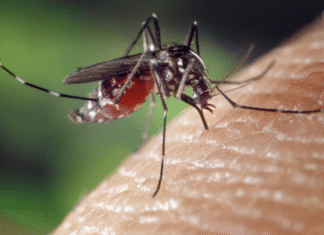Eusko Jaurlaritzako Osasun Sailak prebentzio-neurriak indartzen ditu Hendaian detektatutako chikungunyako kasu autoktono baten aurrean