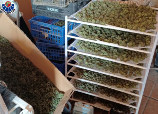 Desmantelan dos plantaciones de marihuana en Erandio y Lezama