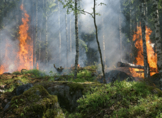 Euskadi activa un aviso amarillo por riesgo de incendios forestales