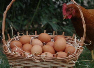 Las instituciones vascas activan medidas extraordinarias que permiten salidas controladas y seguras de aves