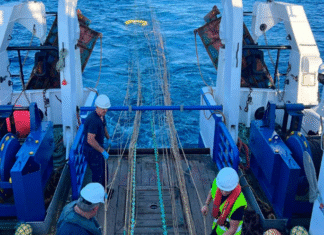 Una campaña científica confirma un nivel históricamente alto de juveniles de anchoa en el Golfo de Bizkaia