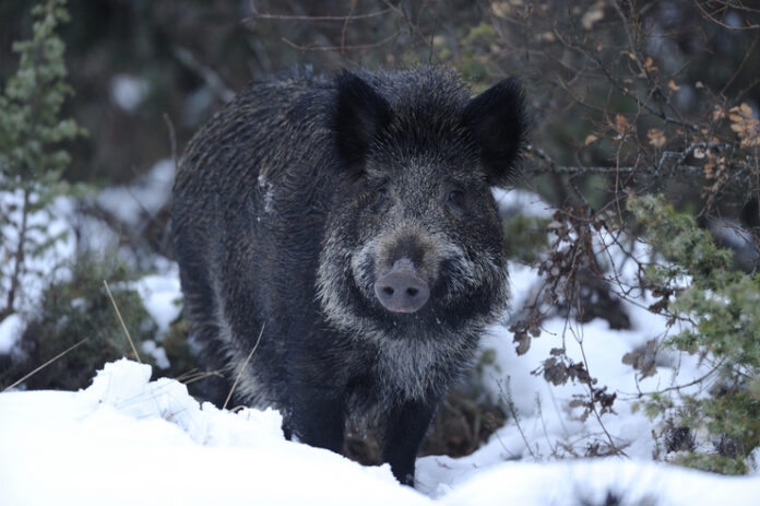 20101109_01_0003-696x463-1