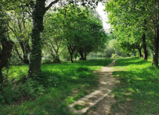 Bizkaia impulsará actuaciones forestales por más de 2 millones de euros para reforzar la resiliencia de sus bosques