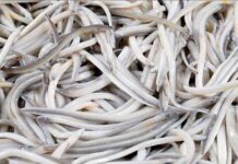 Eusko Jaurlaritzak estrategia europar bat eskatu du aingiraren kalteberatasu egoeraren aurrean