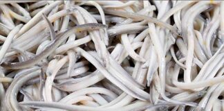 Eusko Jaurlaritzak estrategia europar bat eskatu du aingiraren kalteberatasu egoeraren aurrean