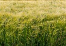 Osasun Institutua polenaren aurreikuspenen kanpaina egiten hasiko da ekainaren 30era arte, eta irailean eta urrian ere egingo da