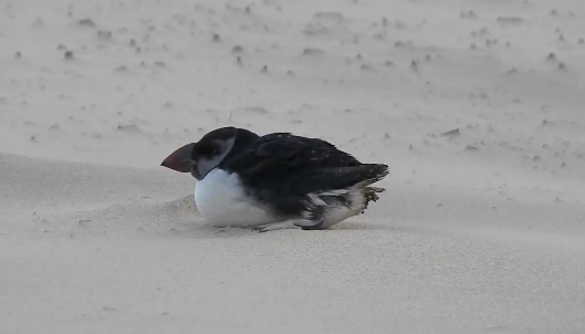 Guía de actuación ante la aparición masiva de frailecillos debilitados en la costa vasca