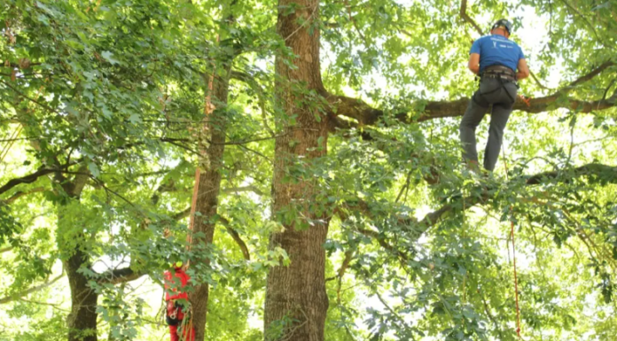 El Parque Cristina Enea se convierte en el escenario del XXII Campeonato Nacional de Trepa de Árboles