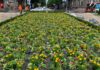 El Ayuntamiento de Bilbao apuesta por la sostenibilidad en la renovación floral de la plaza Moyua