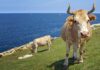 Las instituciones vascas autorizan de nuevo las ferias y eventos bovinos al estabilizarse la sanidad animal