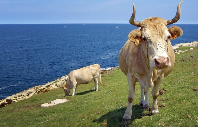 Behiak_jaizkibelen vaca