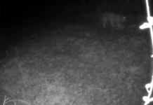 Histórico avistamiento de un lince ibérico en Álava tras más de cien años de ausencia