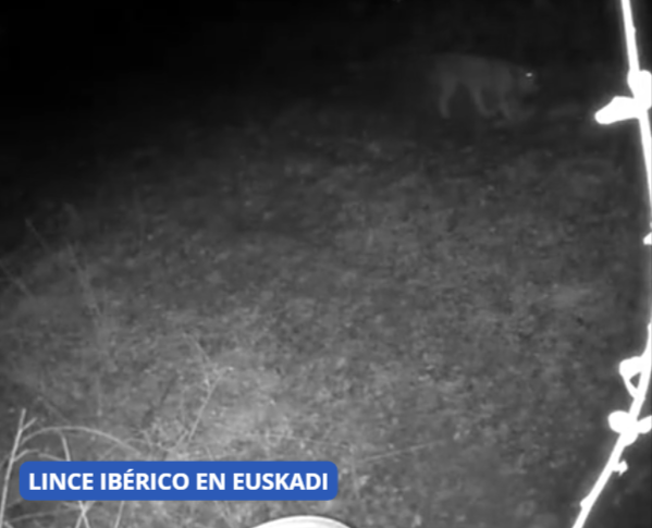 LINCE-IBÉRICO-EN-EUSKADI-Vídeo-07-21-2026_10_15_AM