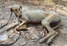 PACMA se concentra en Bilbao para reclamar que los perros de caza se incluyan en la Ley de Bienestar Animal
