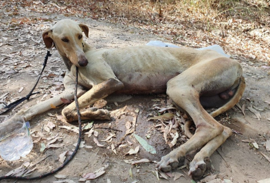 pacma-perros-caza-Buscar-con-Google-10-19-2026_11_20_AM